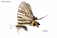 藏品(黑尾劍鳳蝶)的圖片